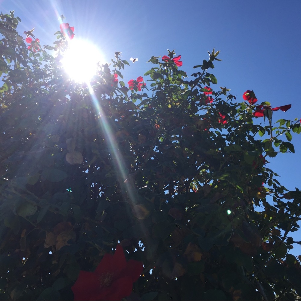 Meet your Posher, Dook....the Dook Look 👀